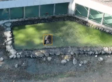 上空から撮影された、濁った緑色のプールの中にいる野生のヒグマの様子