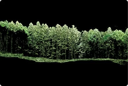 森林のポイントクラウドイメージ