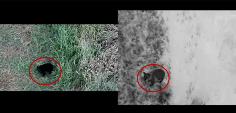 ドローンがとらえた熊の映像