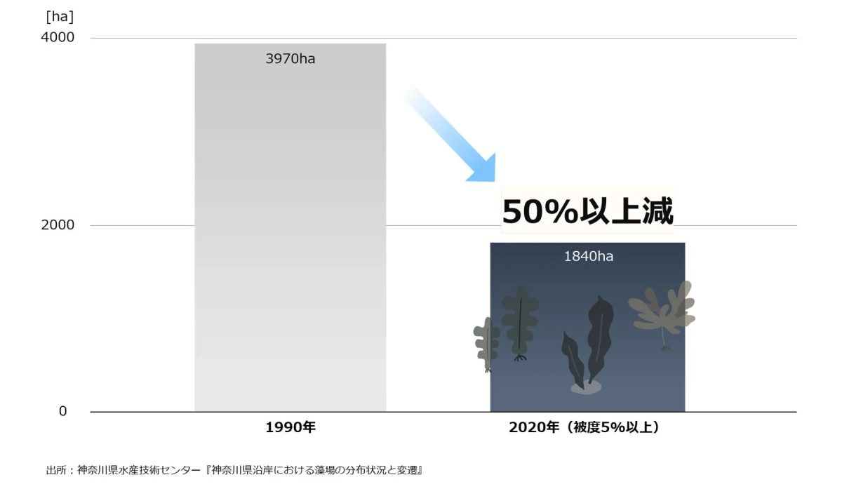 神奈川県沿岸の藻場が1990年から2020年の間に50%以上減少したことを示す棒グラフ