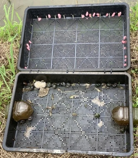 田んぼの捕獲器