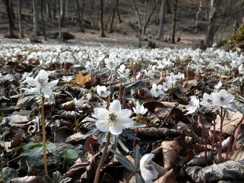 森に咲く白い花