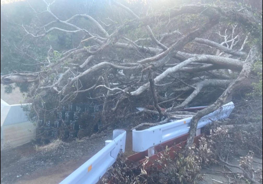 倒木が道路を塞ぎ、数字が記されている