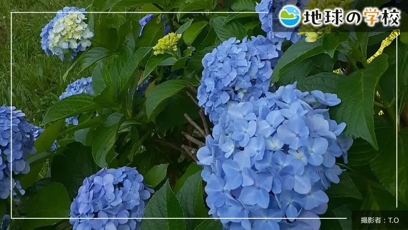 紫陽花,アジサイ,花,青い花,植物,梅雨,自然,風景